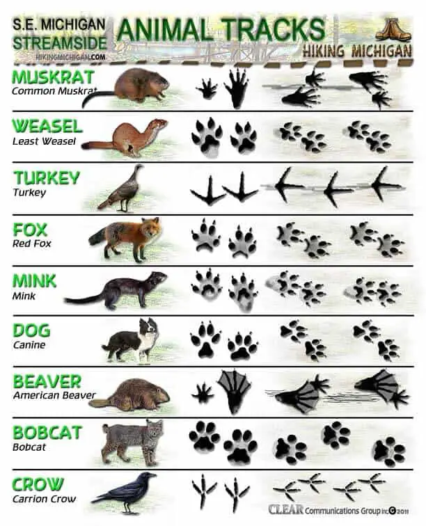 ANIMAL TRACKS ID Sheets Do You Know Your Animal Tracks 