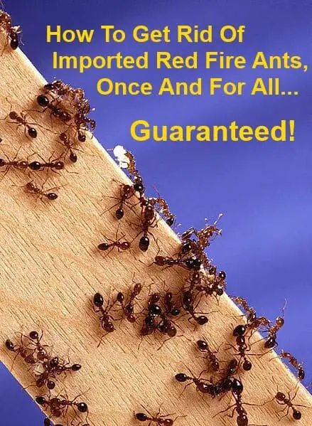 How To Get Rid Of Fire Ants Once And For All