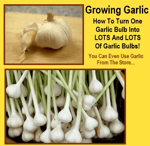 How To Turn One Garlic Bulb Into Lots Of Garlic Bulbs