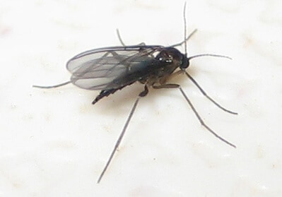 Close up of a gnat