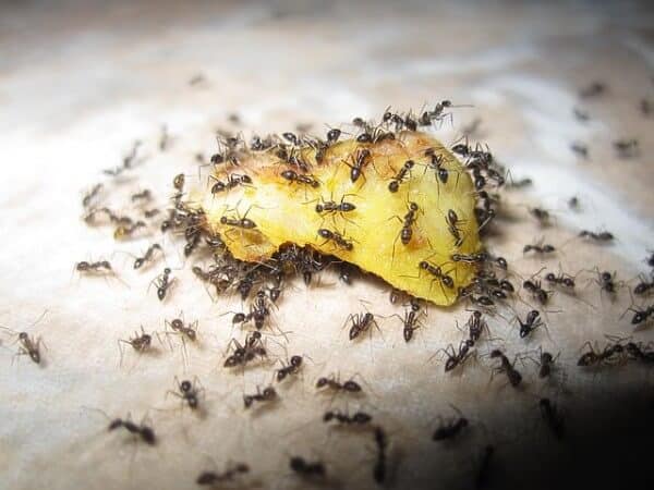Ants attracted to discarded fruit - avoid attracting ants before resorting to an ant killer 