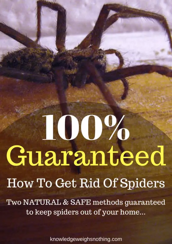 Diatomaceous earth & peppermint oil for spiders
