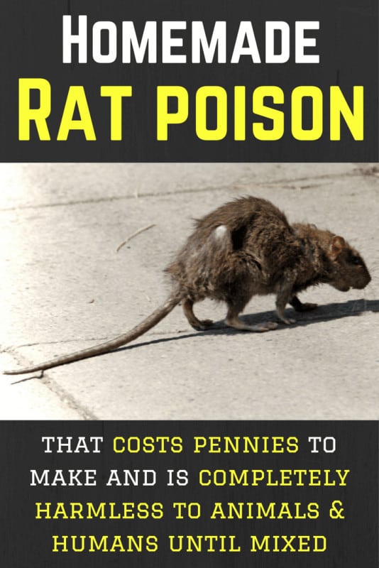 How to make homemade rat poison