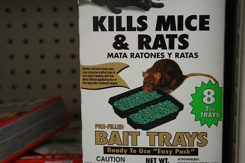 DIY Rat Poison Recipe - Cheap, Simple & 100% Safe Until Prepared