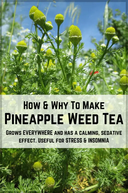 Pineapple weed tea 