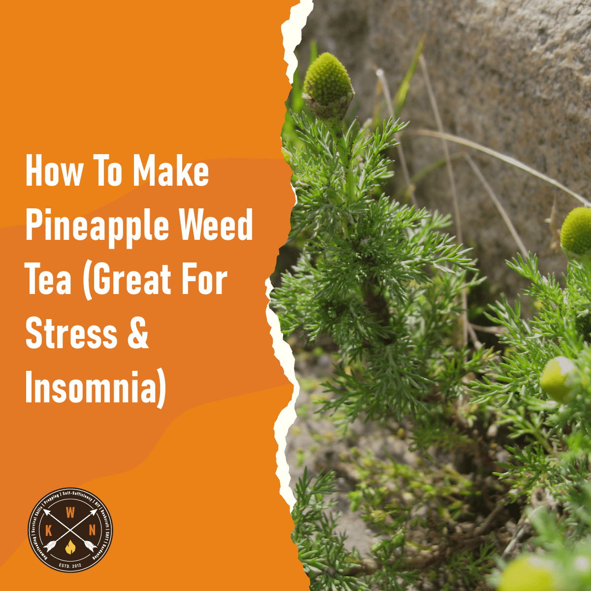 How To Make Pineapple Weed Tea (Great For Stress & Insomnia)