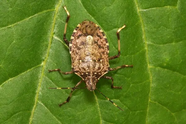 Brown marmorated stink bug image