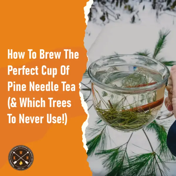 How To Brew The Perfect Cup Of Pine Needle Tea Which Trees To Never Use