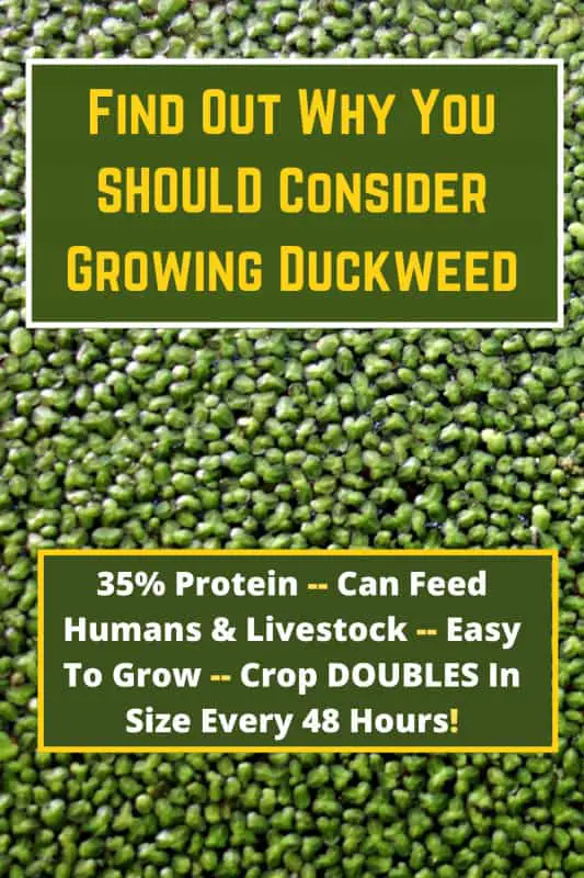 Growing Duckweed
