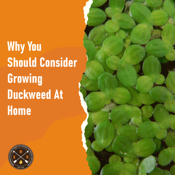 Why You Should Consider Growing Duckweed At Home