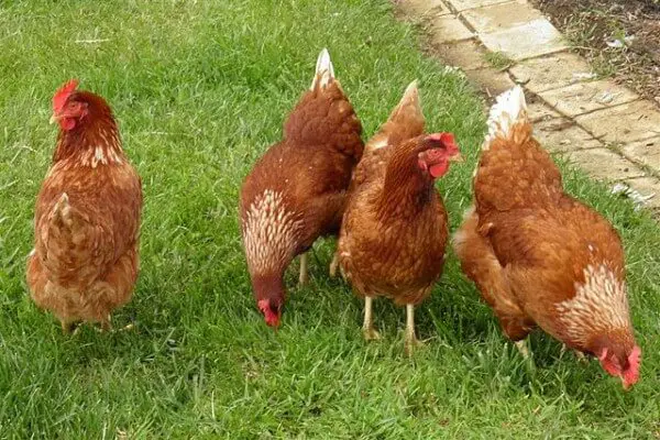 How To Use Chickens To Boost Your Garden Health And Plant Yields