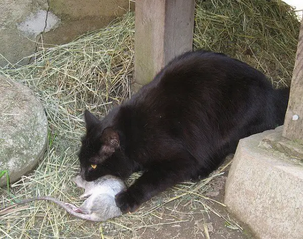 barn cats