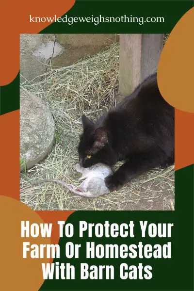 Barn cats homestead