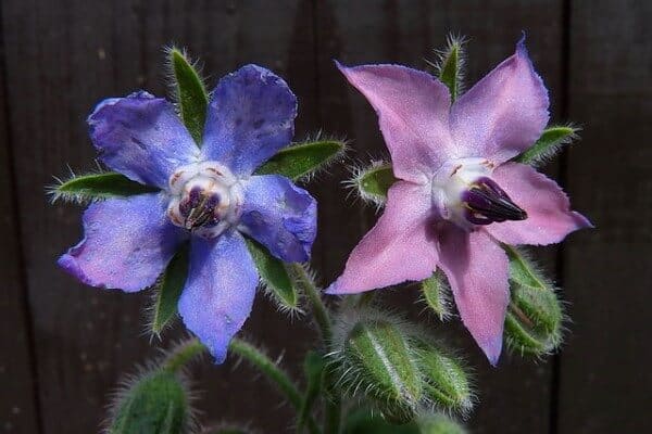 Borago_officinalis companion plant