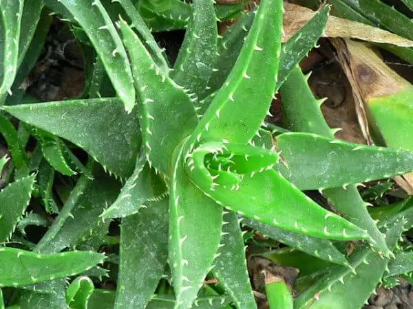 Aloe Vera - another of our natrual home remedies for constipation