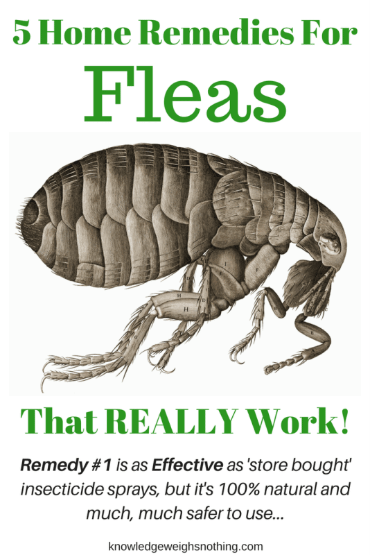 Flea home remedies & a homemade flea trap