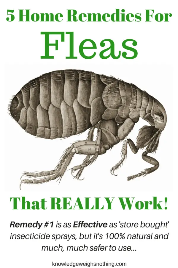 flea treatment for house