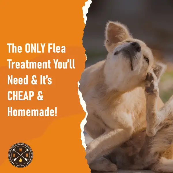 The ONLY Flea Treatment Youll Need Its CHEAP Homemade for facebook