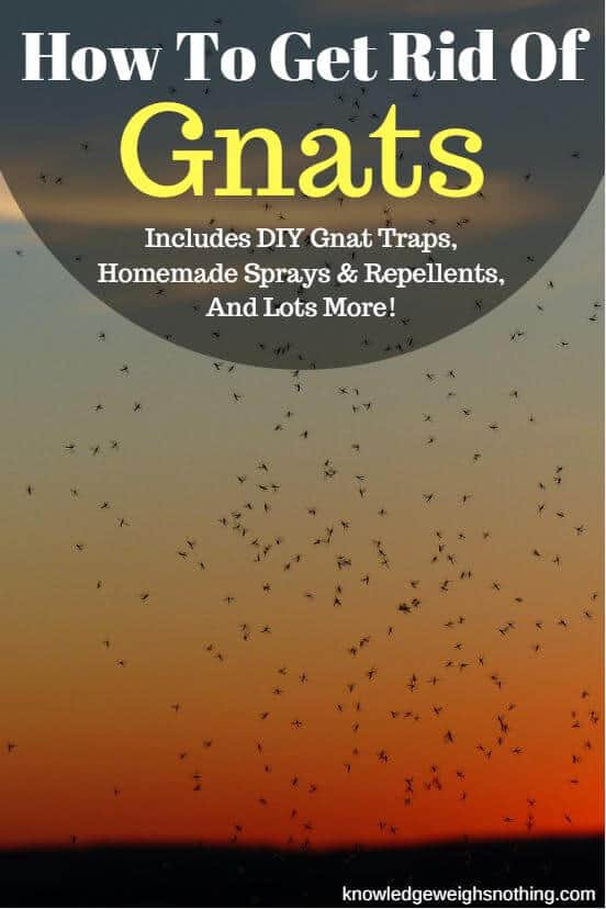 How to get rid of gnats