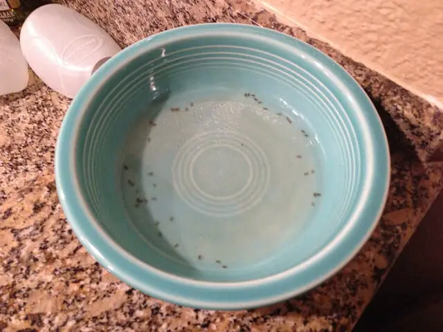 Homemade Gnat Trap - 3 Gnat Traps & 2 Sprays To Try