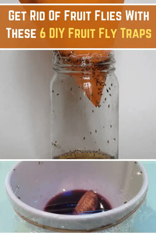 6 Homemade Fruit Fly Traps