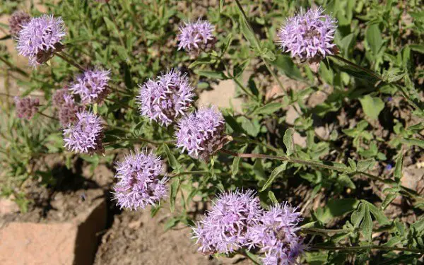 Pennyroyal - many uses as a mosquito repellent plant