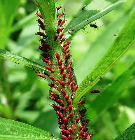 Aphid infestation