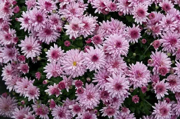 Chrysanthemum companion plant