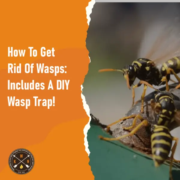 How To Get Rid Of Wasps Includes A DIY Wasp Trap for facebook