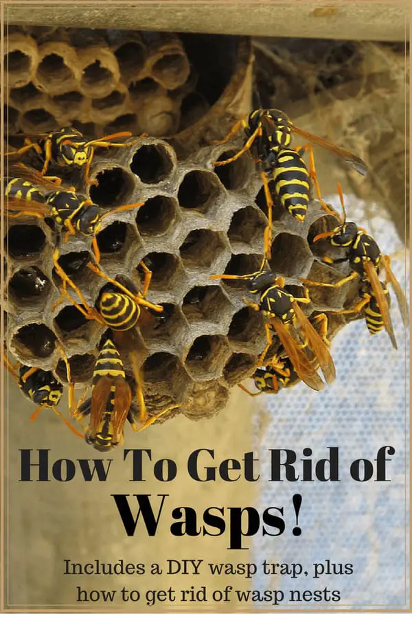 Get rid of wasps