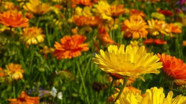 Marigold plants