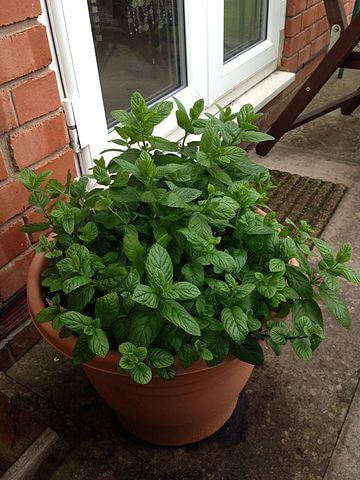 Mint plant - mint leaves can be used to repel ants