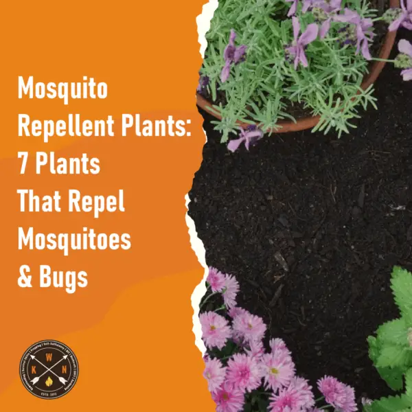 Mosquito Repellent Plants 7 Plants That Repel Mosquitoes Bugs for facebook