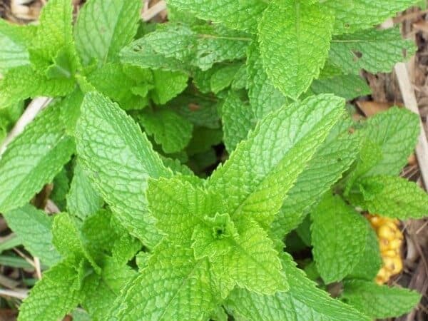 Peppermint - delicious and useful as a natural insect repellent 