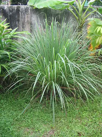 Citronella grass - the most popular natural mosquito repellent 