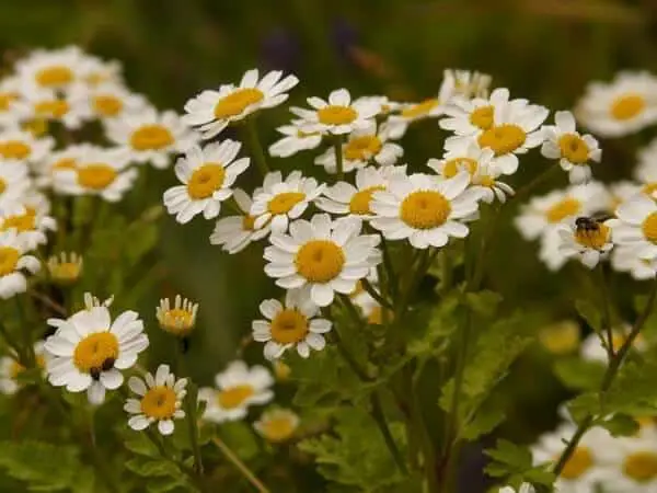 Feverfew - one of the best plants that repel mosquitoes
