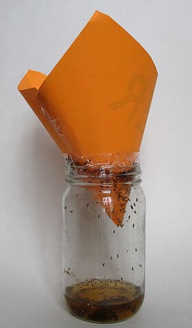 Jar fruit fly trap
