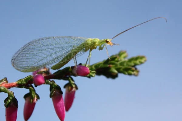 Get rid of aphids with lacewings