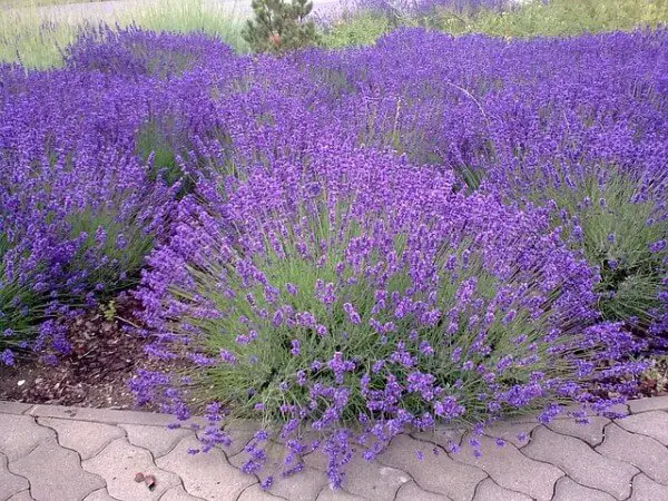 Lavender - the most beautiful mosquito repellent plant you can grow