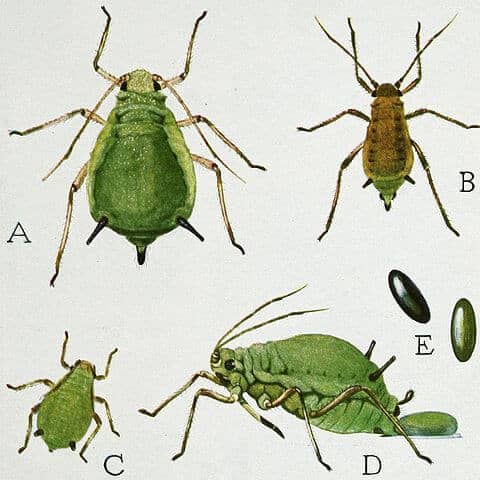 Life cycle of an aphid