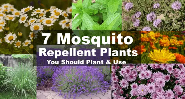 7 plants that repel mosquitoes