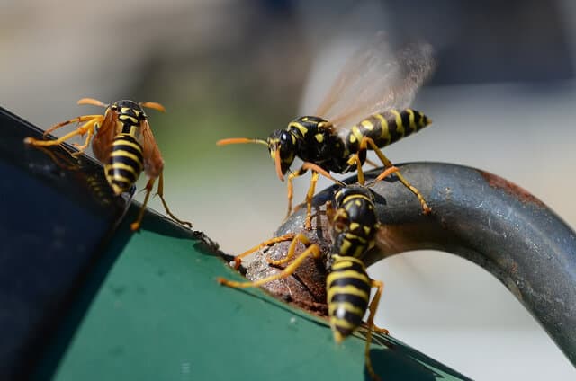 Wasps - how to get rid of wasps?