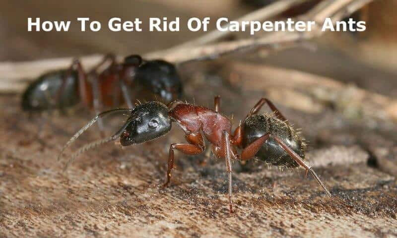 How to get rid of carpenter ants