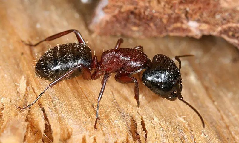 Identifying a carpenter ant