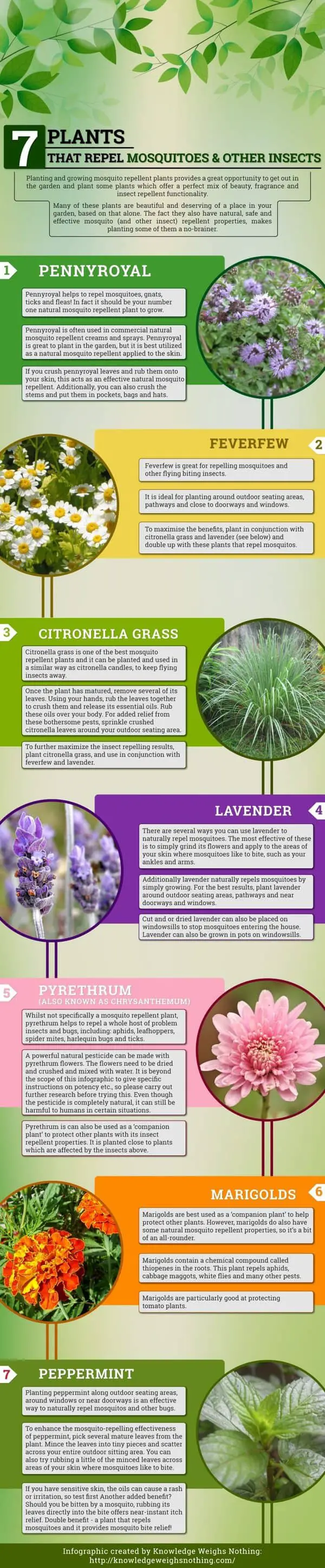 Plants That Repel Mosquitoes Infographic