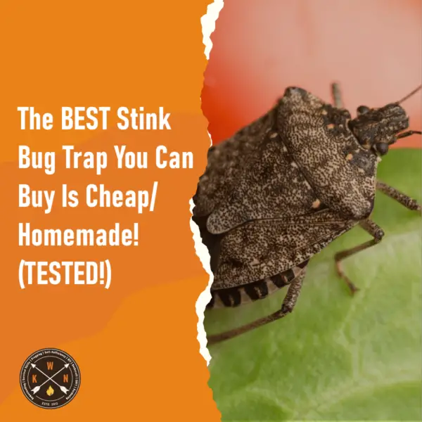 The BEST Stink Bug Trap You Can Buy Is Cheap Homemade TESTED for facebook