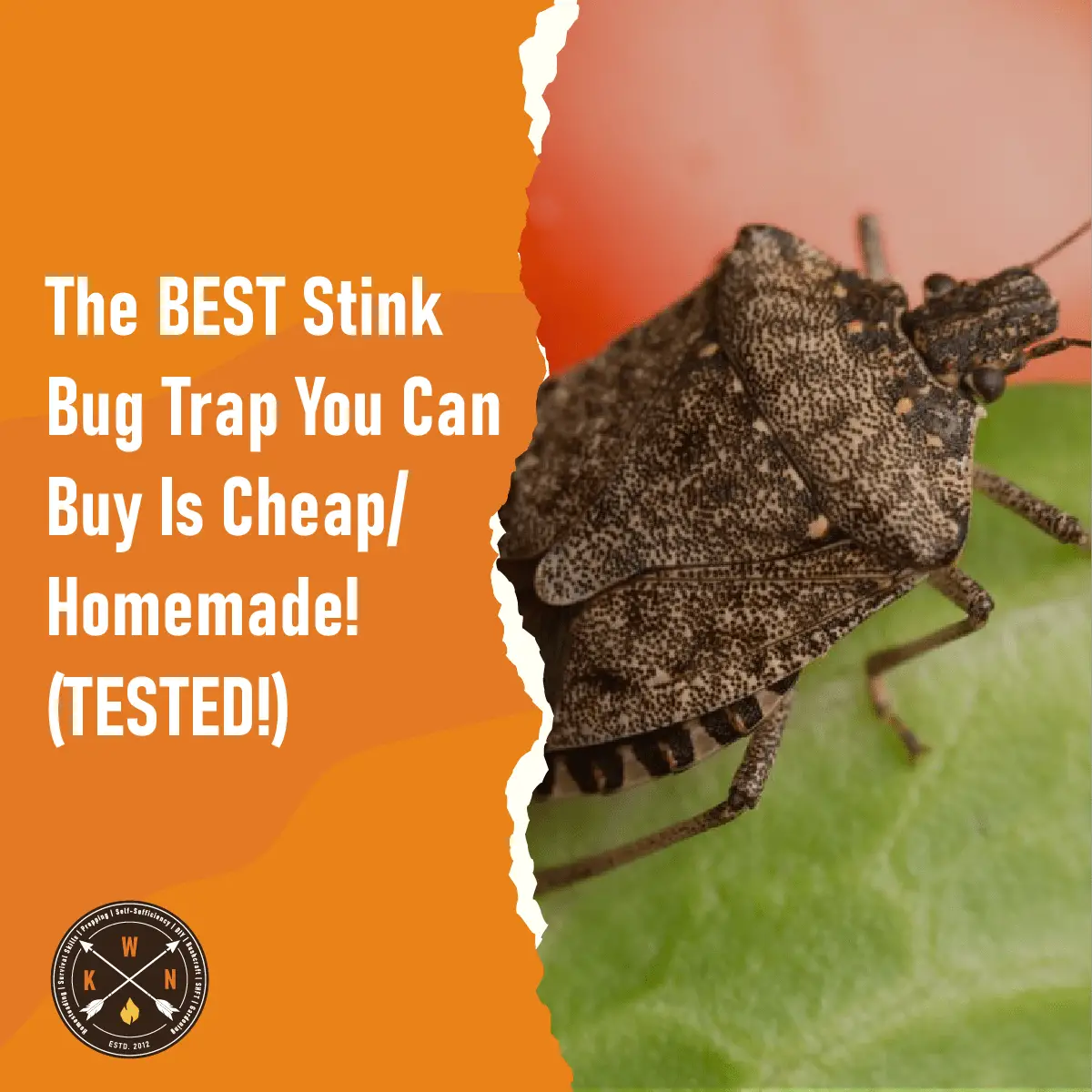 https://knowledgeweighsnothing.com/wp-content/uploads/2016/12/The-BEST-Stink-Bug-Trap-You-Can-Buy-Is-Cheap-Homemade-TESTED-for-facebook.png
