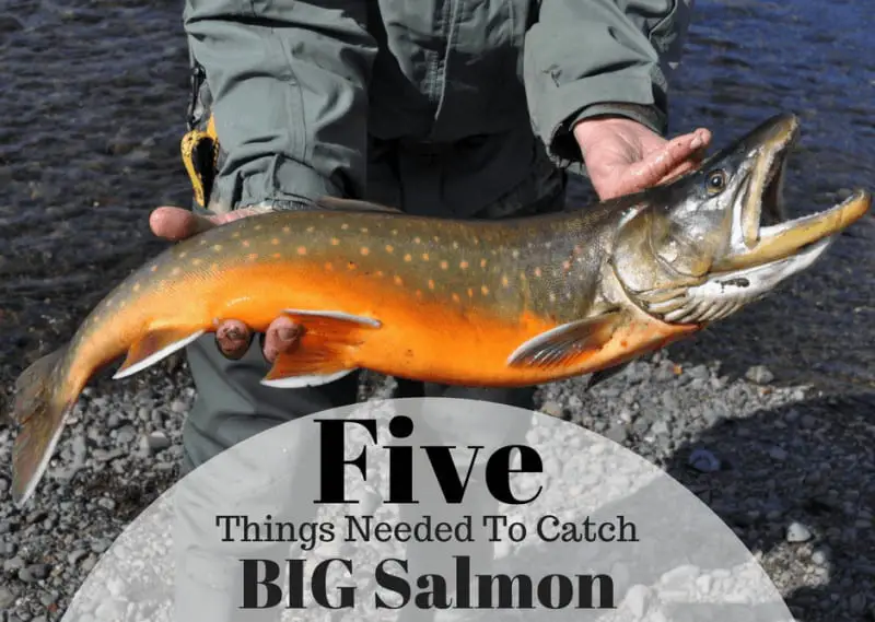 How to catch big salmon