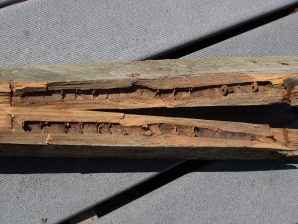 Timber damage caused by carpenter bees