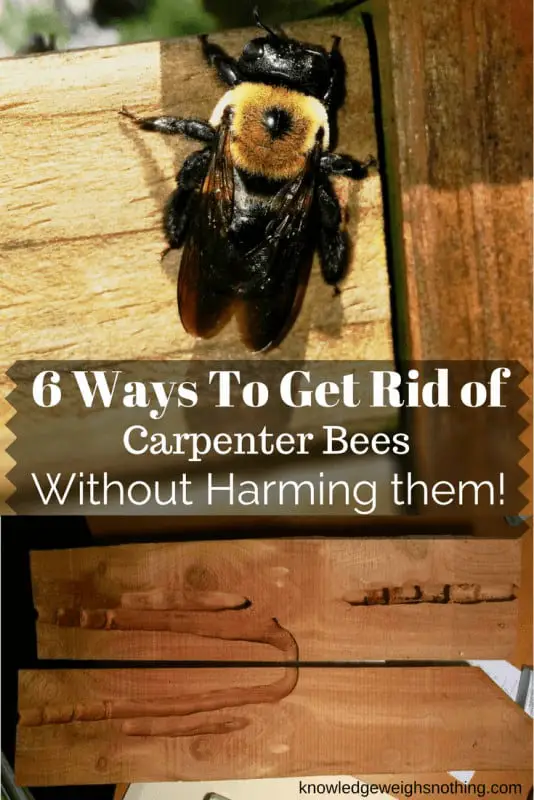 How to get rid of carpenter bees naturally